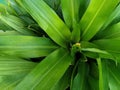 Dracena plant