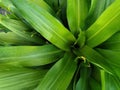 Dracena plant