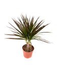 Dracena plant