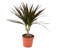 Dracena plant