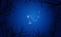 Draco constellation. Tree branches, starry sky