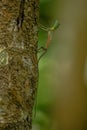 Draco volans, the common flying dragon on the tree in Tangkoko National Park, Sulawesi, is a species of lizard endemic to Royalty Free Stock Photo