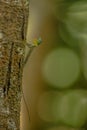 Draco volans, the common flying dragon on the tree in Tangkoko National Park, Sulawesi, is a species of lizard endemic to Royalty Free Stock Photo