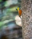 Draco volans Lizards Royalty Free Stock Photo