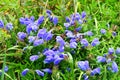 Dracocephalum charkeviczii Prob. family Lamiaceae. The dragonhead of Kharkevich in the bay of Akhlestyshev on the island of Russ