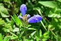 Dracocephalum charkeviczii Prob. family Lamiaceae. The dragonhead of Kharkevich in the bay of Akhlestyshev on the island of Russ