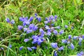 Dracocephalum charkeviczii Prob. family Lamiaceae. The dragonhead of Kharkevich in the bay of Akhlestyshev on the island of Russ