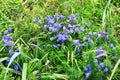 Dracocephalum charkeviczii Prob. family Lamiaceae. The dragonhead of Kharkevich in the bay of Akhlestyshev on the island of Russ