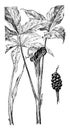 A. Dracontium and A. Triphyllum vintage illustration