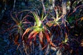 Dracophyllum tree, Kahurangi National Park, New Zealand