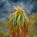 Dracophyllum tree with morning dew drops, Kahurangi National Park