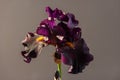 Draculas Kiss bloom blooming. Beautiful spring flower open petal. White purple edges iris blossom.