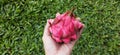 dragon fruit in the green grass Royalty Free Stock Photo