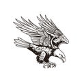 Flying Eagle Illustration with Spread Wings 1 Royalty Free Stock Photo