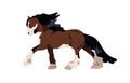 Draft draught heavy horse of Shire breed. Carthorse, work stallion walking. Purebred steed with feathering on legs, mane