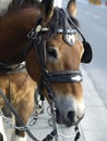 Draft horse Royalty Free Stock Photo