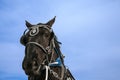 Draft horse Royalty Free Stock Photo