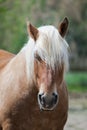 Draft horse, comtois horse, long hair Royalty Free Stock Photo