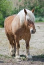 Draft horse, comtois horse, long hair Royalty Free Stock Photo