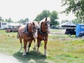 Draft Horse Duo Royalty Free Stock Photo