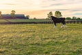 Draft horse gelding on a horse farm