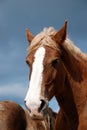 Draft horse head Royalty Free Stock Photo