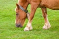 Draft horse at pasture Royalty Free Stock Photo