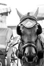 Draft horse in Pisa wearing blinders and bonnet