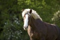 Draft Horse portrait of a south german draft horse