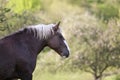 Draft Horse portrait of a south german draft horse Royalty Free Stock Photo