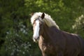 Black forest coldblood Draft Horse portrait Royalty Free Stock Photo