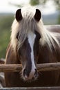 Draft Horse portrait of a south german draft horse