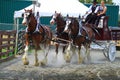 Draft Horse Performing