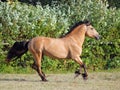 Draft horse runs gallop on the meadow Royalty Free Stock Photo