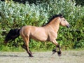 Draft horse runs gallop on the meadow Royalty Free Stock Photo