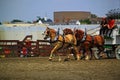 Draft Horse Show