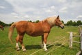 Draft horse show standing Royalty Free Stock Photo