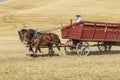 Draft horse team at work. Royalty Free Stock Photo