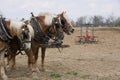 Draft Horse Trio with Plow Royalty Free Stock Photo