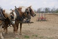 Draft Horse Trio with Plow