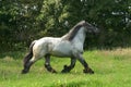 Draft horse in a trot Royalty Free Stock Photo