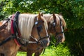 The draft horse is wearing a harness and blindfolds Royalty Free Stock Photo