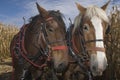 Draft horses Royalty Free Stock Photo