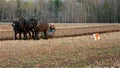 Draft Horses Royalty Free Stock Photo