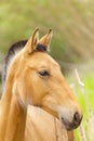 Draft horses Royalty Free Stock Photo