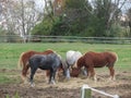 Horses eating hay. Royalty Free Stock Photo