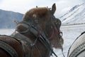 Draft Horses on Elk Refuge Royalty Free Stock Photo