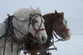 Draft Horses on Elk Refuge Royalty Free Stock Photo