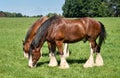 Draft horses grazing Royalty Free Stock Photo