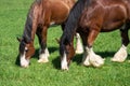 Draft horses grazing Royalty Free Stock Photo